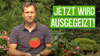 Ausgeizen von Tomaten  Der Grüne Tipp kompakt [upl. by Garda]