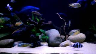 Frontosa Cichlids amp Tank Mates [upl. by Vullo]