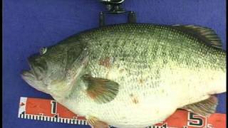 Manabu Kurita World Record Largemouth Bass [upl. by Islaen]