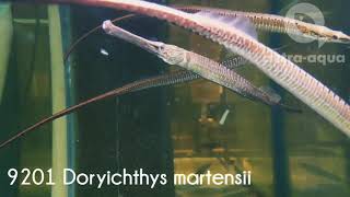 Doryichthys martensii 2030 cm in stock  code 9201 [upl. by Najib66]