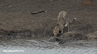 Crocodile attacks unsuspecting cheetah cub [upl. by Ecnahoy959]