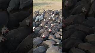 Guinea Fowl Farming poultry guineafowl chinimurgi ytshorts [upl. by Safier971]