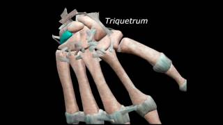 Anatomie squelette main 3D [upl. by Ansell]