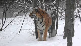 Siberian Tiger Comes Up Close In A Snow Storm at the Bronx Zoo [upl. by Carlye]