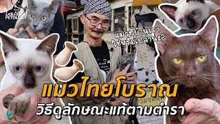 quotแมวไทยโบราณquot แมวสายพันธุ์ไทยแท้ ตามตำราสมุดข่อยโบราณ  Petology Media [upl. by Adnot5]