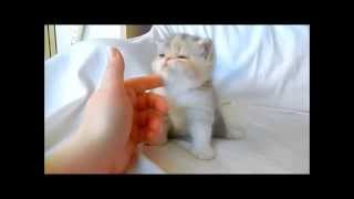 Exotic Shorthair Kitten Blue Patched Tabby and White 4 weeks [upl. by Keever]