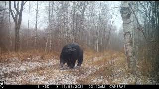 A large male Ussuri brown bear in the Jewish Autonomous Oblast [upl. by Schlesinger672]