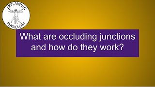 What are occluding junctions and how do they work [upl. by Holsworth]