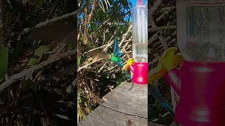 Rare hummingbird feedingLongtailed Sylph1 hummingbirdlover hummingbirdfeeders [upl. by Donohue]