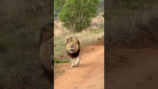 Dinokeng male lion a true beast [upl. by Eniawtna]