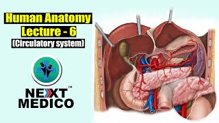 NEXT MEDICO 2022  MBBS  Human Anatomy Circulatory system Lecture  6 [upl. by Rats]