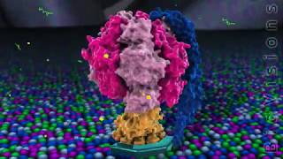 The F0F1 ATPase and ATP Production BioVisions [upl. by Carny878]