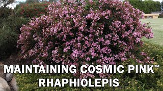 Pruning Cosmic Pink™ Rhaphiolepis [upl. by Bonney994]