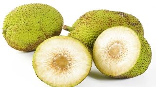 Health Benefits Of Breadfruit To Keep Your Skin And Hair Healthy Without Sacrificing Your Food [upl. by Bunni]