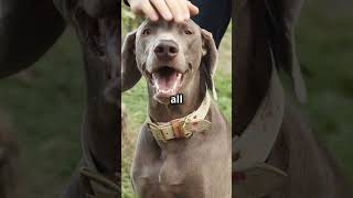 Inside a Dogs Mind Decoding Canine Body Language [upl. by Eixel]