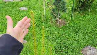 Loblolly Pine fast growing and low maintenance in Tennessee [upl. by Rosenfeld]