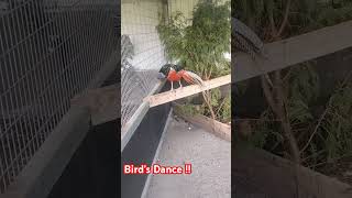 Birds Dance  Colourful Bird  Funny Song  Yuvaans Diary trending shorts ytshots short [upl. by Wollis431]