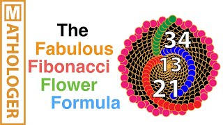 The fabulous Fibonacci flower formula [upl. by Artsa337]