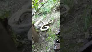 Mongoose VS Big Snake WHO WIN [upl. by Crowell]