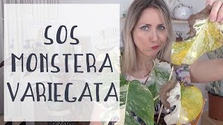 🌿 Monstera Variegata  Sauvetage 1 Comment rempoter un monstera [upl. by Arata]