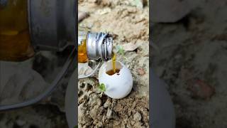 Making Crooked An EGG On EGG🥚😱 Make EGG On EGG ।। survival outdoors camping making shorts [upl. by Ebanreb]