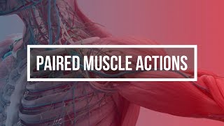 PAIRED MUSCLE ACTIONS [upl. by Haizek]