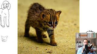 Rusty spotted cat Pros and cons price how to choose facts care history [upl. by Niffirg]