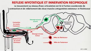 Réflexe myotatique et innervation réciproque [upl. by Sansone]