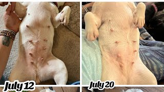 French Bulldog Pregnancy Stages  1 week post ovulation and breeding [upl. by Pearle]