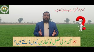 Why We use Fertilizers in Wheat Crop [upl. by Meid]