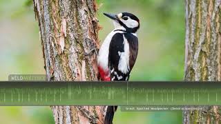 Woodpecker Sounds  Drumming pecking amp calls by a Great Spotted Woodpecker [upl. by Philly]