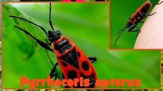 Pyrrhocoris apterus  Linnaeus 1758  Pyrrhocoridae  Gendarme  ParisFrance  122017 [upl. by Eelam]