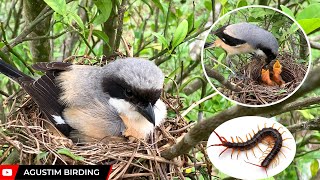 Baby birds eat centipedes  Long tailed shrike [upl. by Florella]