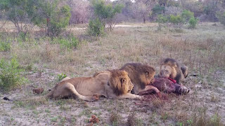 Three Male lions kill and eat a Hyena  Majingilane male lions [upl. by Sulihpoeht]