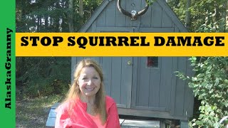 Stop Squirrels Prevent Damage Cabins Bird Feeders Camping Gear Sheds [upl. by Anifesoj]