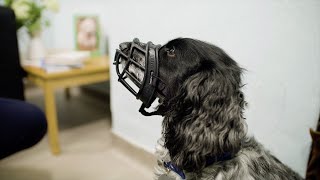 Muzzle Training Your Dog  The Battersea Way [upl. by Olney]