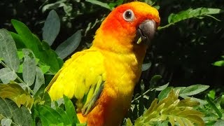 Aratinga solstitialis  Linnaeus 1758  Psittacidae  Conure soleil  Zoologique Paris 092014 [upl. by Lloyd]