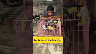 Try to catch the lizard🪤 petlover kabutar minivlog petvlogger budgies parrot petlover [upl. by Iyre599]