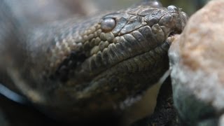 Titanoboa Monster Snake  Titanoboa Vs TRex [upl. by Rodriguez]