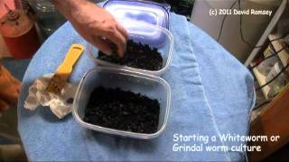 Starting White worm and Grindal Worm Culture part 1 [upl. by Ahsino511]