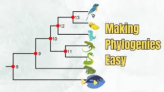 How To Read A Phylogenetic Tree  Introduction  5 Exercises [upl. by Kcirret]