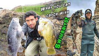 Fishing for Rockcod Lingcod amp Cabezon with Swimbaits from Shore [upl. by Oira]