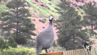 Male Guinea Fowl Sounds amp Calls [upl. by Gazzo]