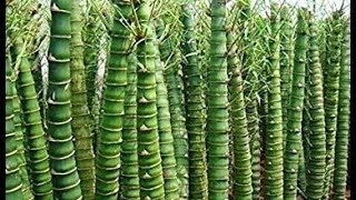 Buddhas Belly Bamboo Cultivation amp Gardening  buddha bamboo farming  Bambusa ventricosa [upl. by Stoneman500]