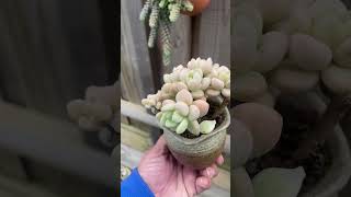 Graptosedum Miul graptosedum succulent succulentobsession succulentvarieties cutepots [upl. by Rayham]