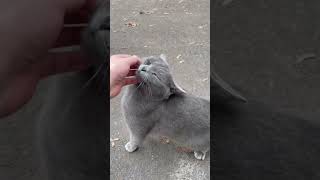 Grey cat crying because he wants food [upl. by Eninnej]