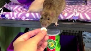 How to treat your Pet Rat for Lice and Mites [upl. by Otilia869]