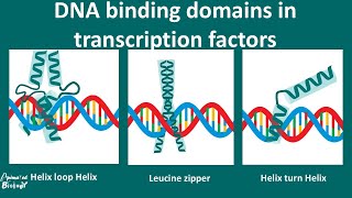 DNA Binding motifs overview [upl. by Narine]