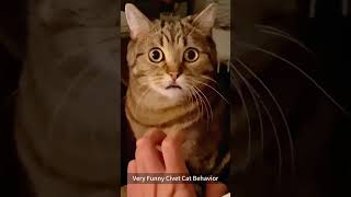 Funny Civet Cat Behavior😹🤣 cutecats funnycats funnyanimals munchkin challenge futurelink [upl. by Aveer]