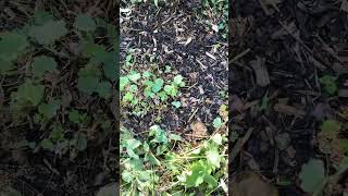 Pruning Alchemilla Mollis Ladies Mantle plants Part Two [upl. by Giulio]